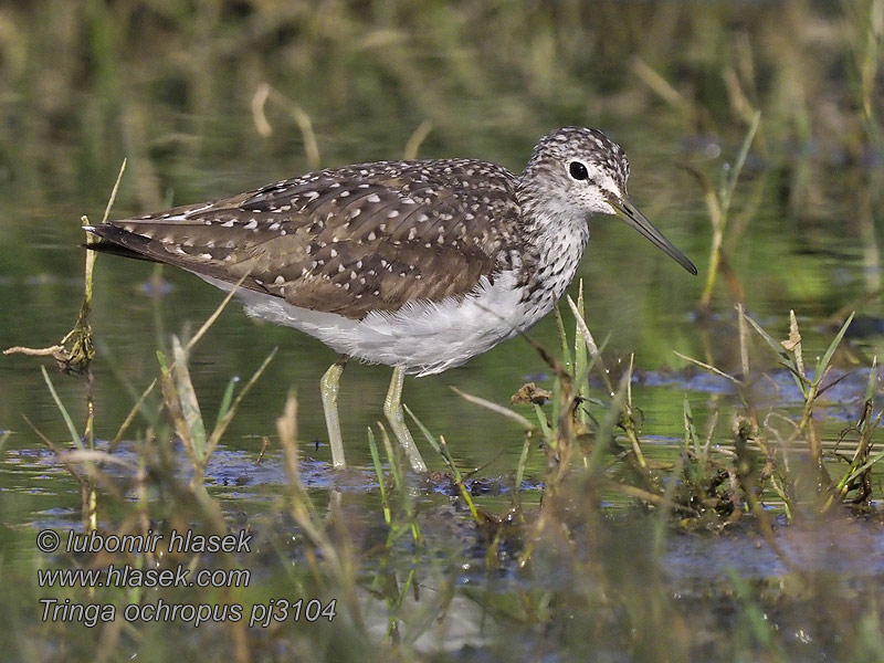 Green Sandpiper Svaleklire Metsäviklo Chevalier culblanc Tringa ochropus