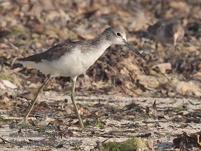 Marsh Sandpiper Teichwasserlaufer Tringa stagnatilis