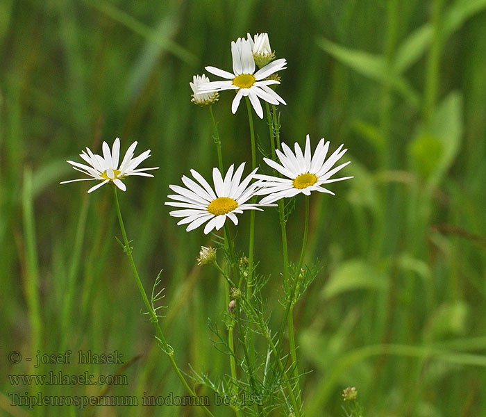 Geruchlose Kamille Scentless false mayweed Maruna bezwonna Tripleurospermum inodorum