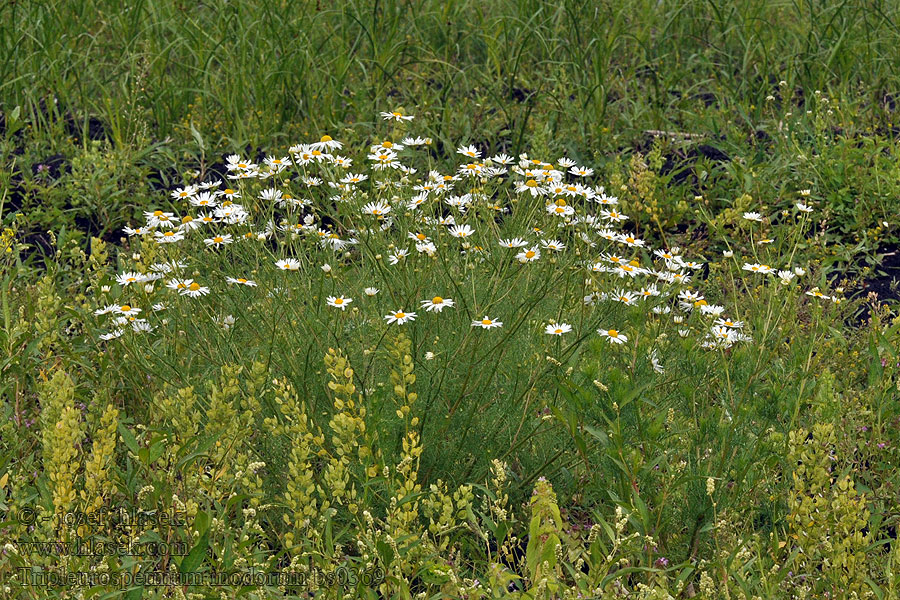 Tripleurospermum inodorum Kaporlevelű ebszékfű Трёхреберник непахучий