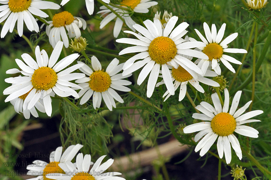 Tripleurospermum inodorum Matricaria perforata Parumanček nevoňavý