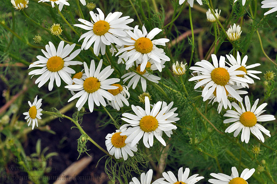 Tripleurospermum inodorum Scentless false mayweed Maruna bezwonna