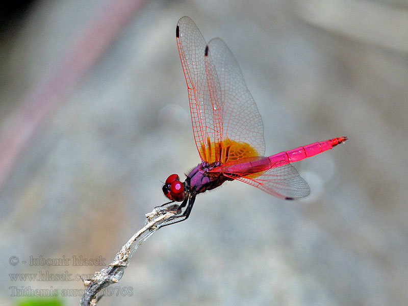 Trithemis aurora Crimson marsh glider 晓褐蜻  ベニトンボ