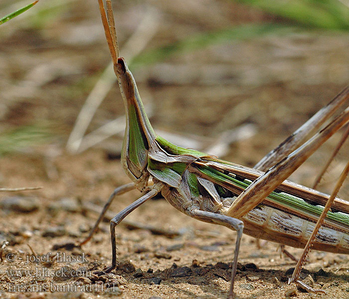 Truxalis burtti Stick Grasshopper