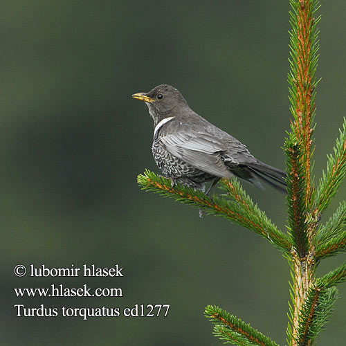 Turdus torquatus ed1277