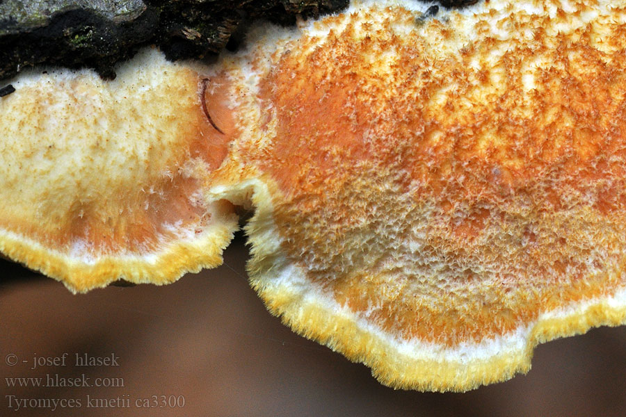 Orangegelber Saftporling Polyporus kmetii Tyromyces