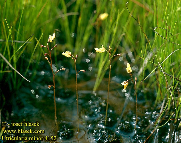 Utricularia minor Lesser Bladderwort Smaller Pikkuvesiherne