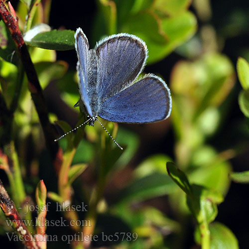 Cranberry Blue Azuré canneberge Boglárka Hochmoor-Bläuling Violetter Silberfleckbläuling