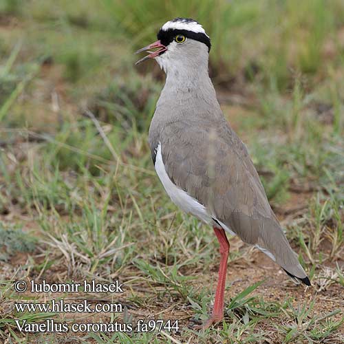 Vanellus coronatus fa9744
