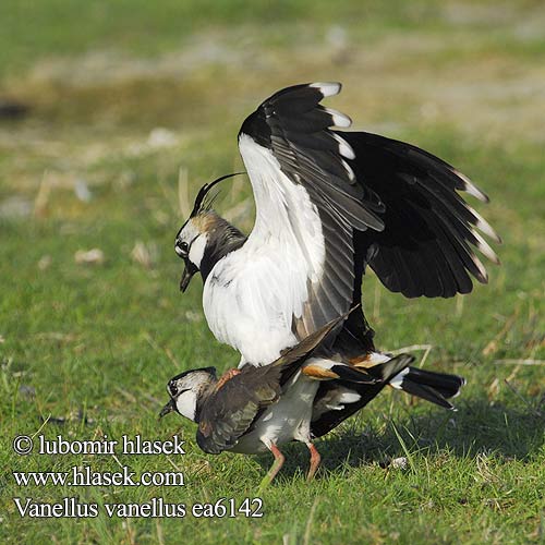 Vanellus vanellus ea6142