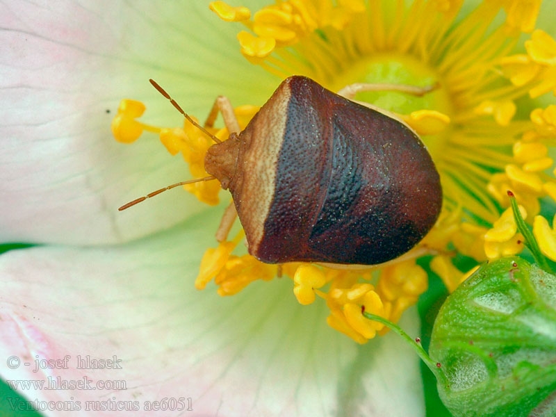 Ventocoris rusticus