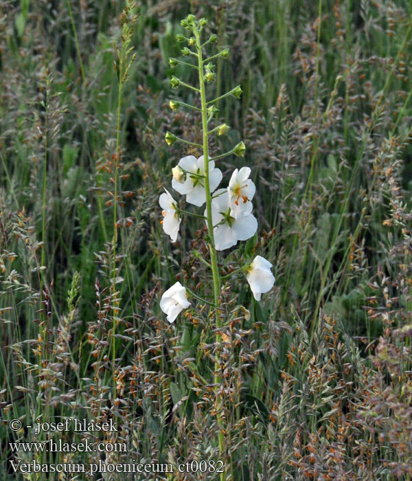 Verbascum phoeniceum