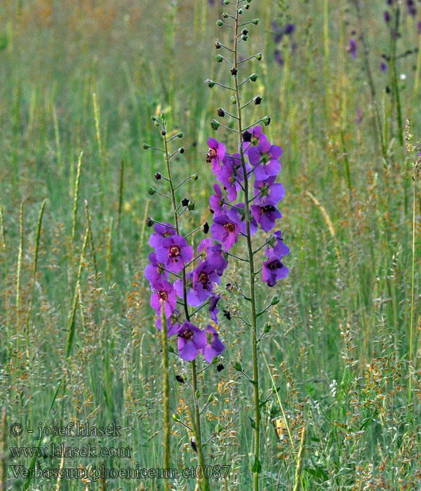 Дивина фіолетова Verbascum phoeniceum