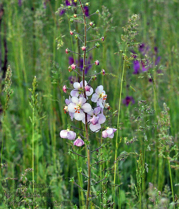 Gordolobo púrpura Violkungsljus Verbascum phoeniceum