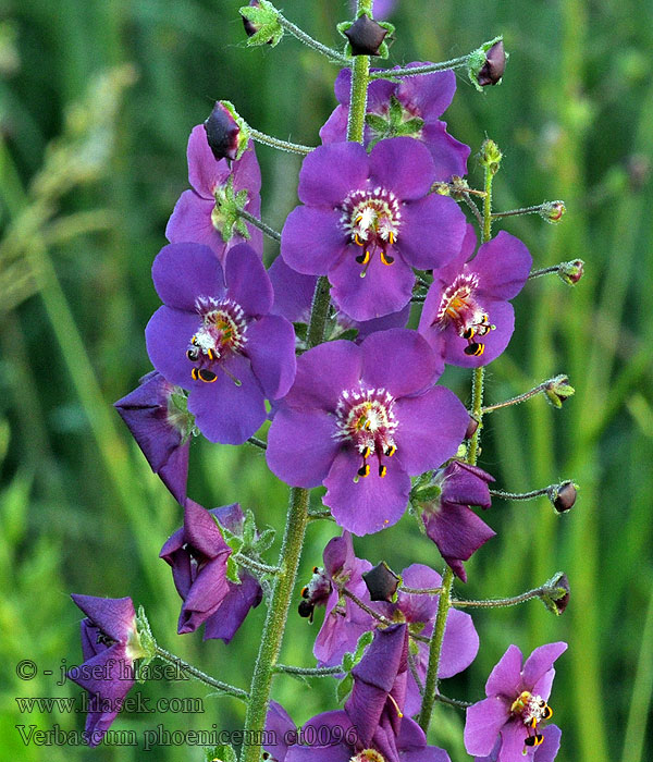 Verbasco porporino バーバスカム・ビオレッタ Verbascum phoeniceum