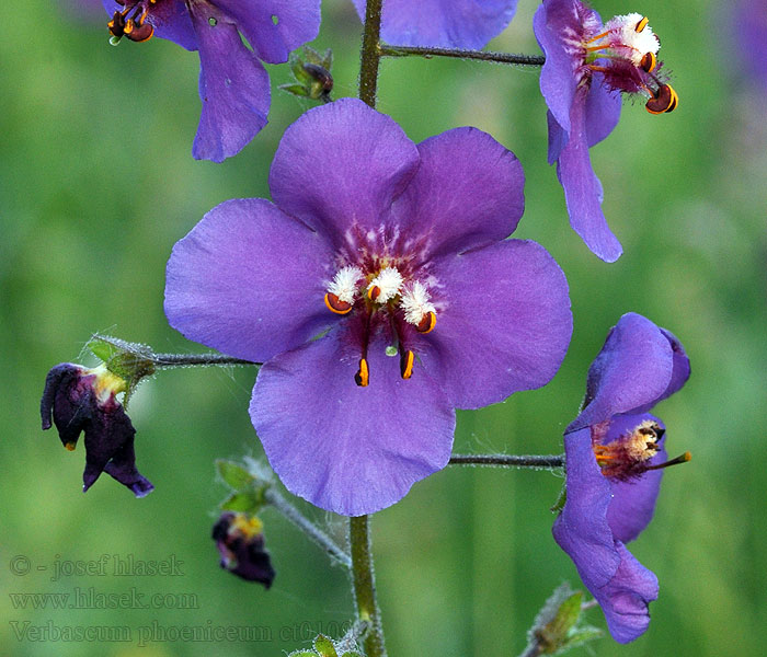 Purple Mullein Showy Paarse toorts Ljubičasta divizma Verbascum phoeniceum