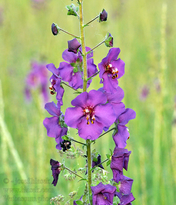 Divizna brunátná Verbascum phoeniceum