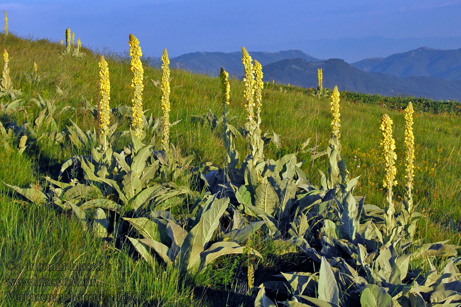 Verbascum thapsus Kleinblütige Königskerze Common Mullein