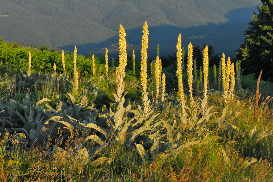 Verbascum thapsus Molène thapsus Dónderpele Koningskaars