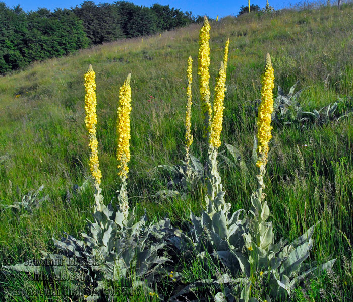 Verbascum thapsus Dziewanna drobnokwiatowa Mullein Great