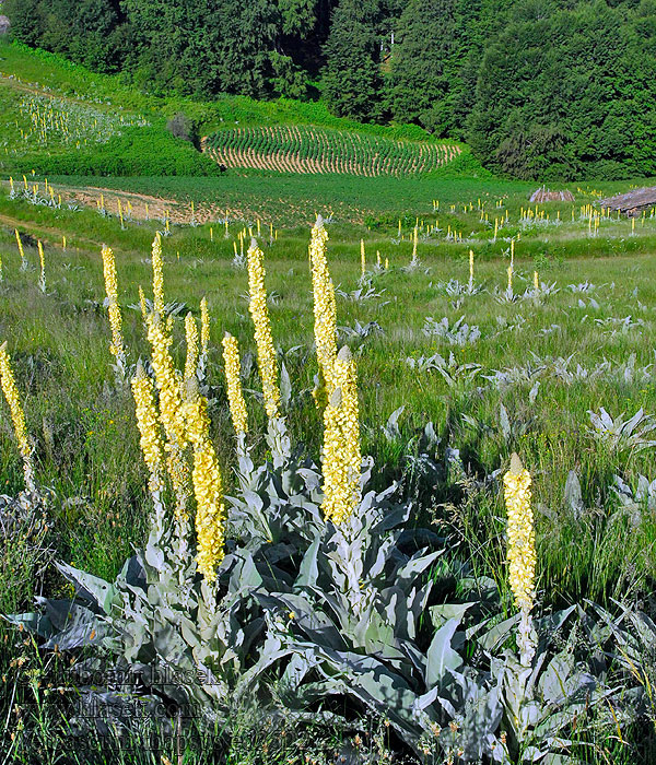 Verbascum thapsus Divozel malokvetý Divizna malokvětá Gordolobo