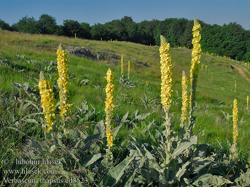 Kleinblütige Königskerze Common Mullein Molène thapsus Verbascum thapsus