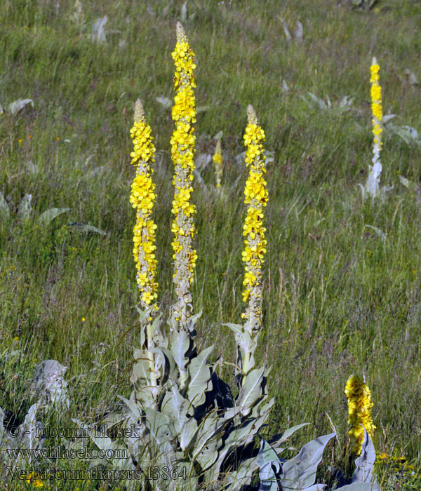 Dónderpele Koningskaars Dziewanna drobnokwiatowa Mullein Great Verbascum thapsus