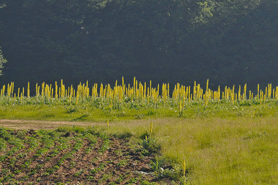 Divozel malokvetý Divizna malokvětá Gordolobo Verbascum thapsus