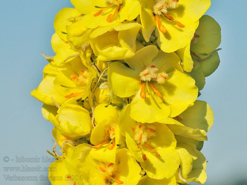 Divizna malokvětá Verbascum thapsus