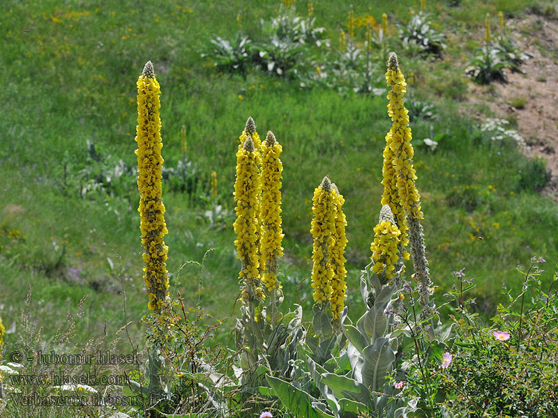 Verbascum thapsus