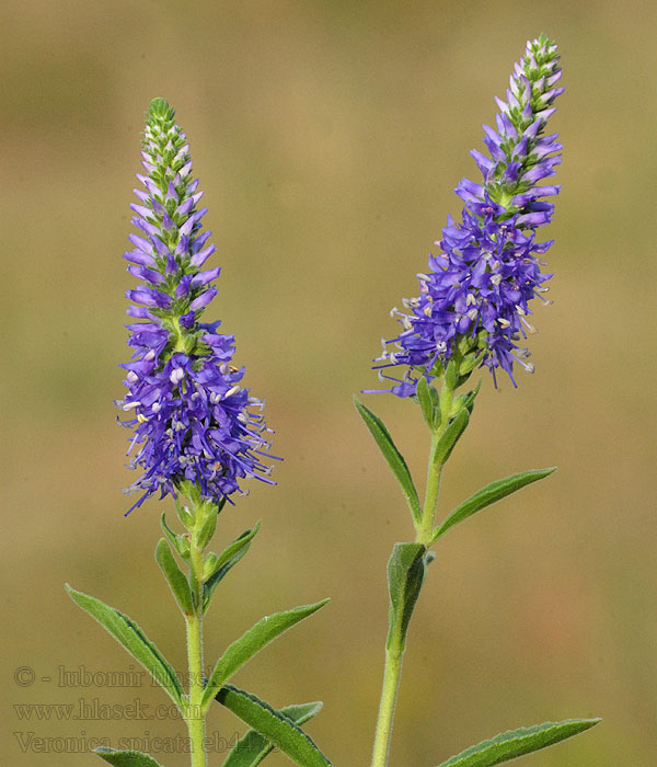 Rozrazil klasnatý Veronica spicata