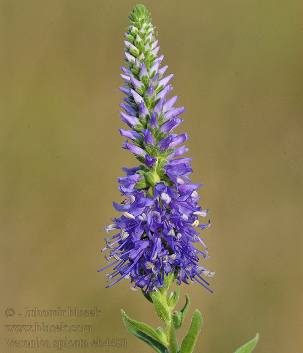 Aks-Ærenpris Tähkätädyke Veronica spicata