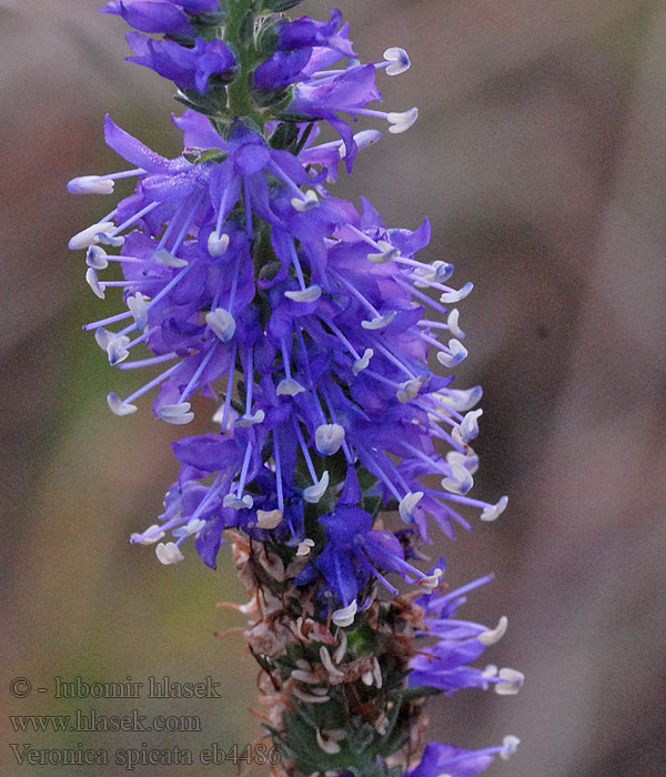 ベロニカ（ルリトラノオ） Macskafarkú Veronica spicata