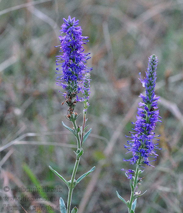 Veronica spicata