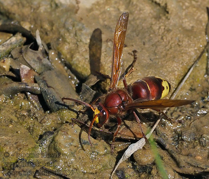 Vespa orientalis Шершень восточный Oriëntaalse hoornaar