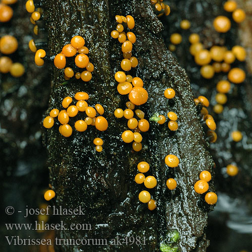Vibrissea truncorum ak4981