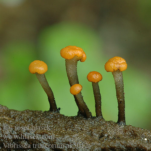 Vibrissea truncorum ak5012