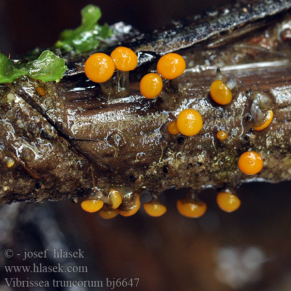 Vibrissea truncorum bj6647