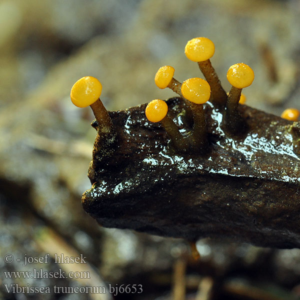 Vibrissea truncorum bj6653