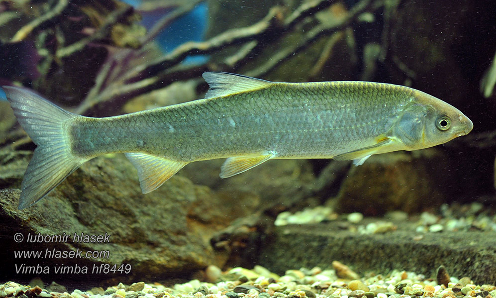 Zährte Vimbe Рыбец Blauwneus Certa Vimba bream zanthe zarte Vimba vimba