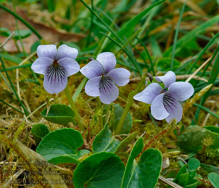 Viola palustris Durpyninė našlaitė Kärrviol Jeaggeviola Mýrfjóla