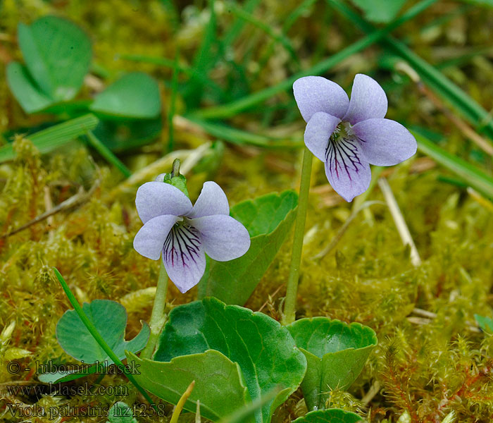 Violka bahenní Fialka močiarna Viola palustris