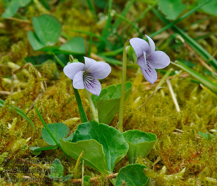 Bog Sumpf-Veilchen Viola palustris