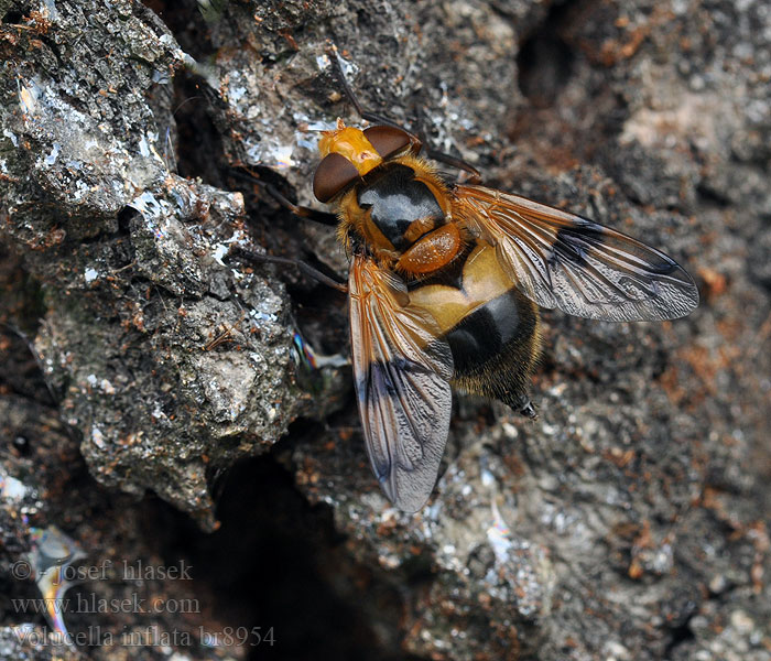 Volucella inflata Cossus hoverfly