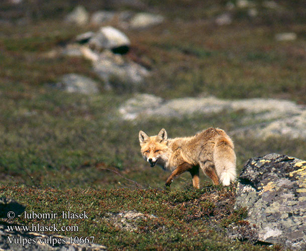 Vulpes vulpes Red Fox Renard Roux Rotfuchs Zorro liška obecná