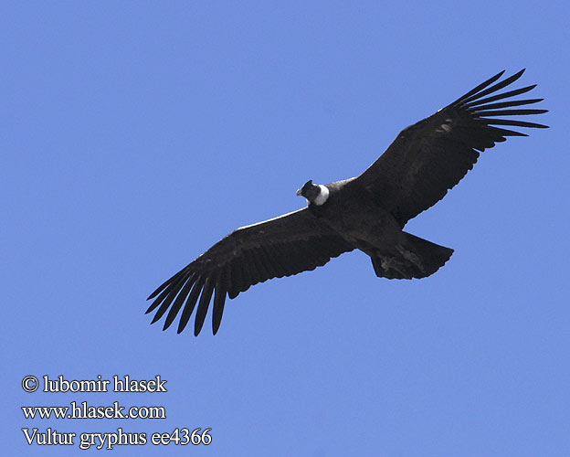 Vultur gryphus ee4366