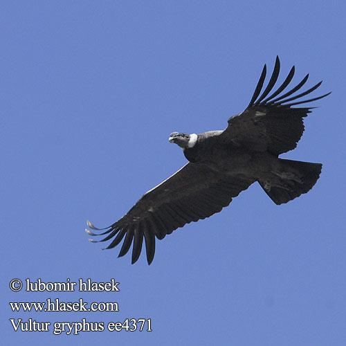 Vultur gryphus ee4371