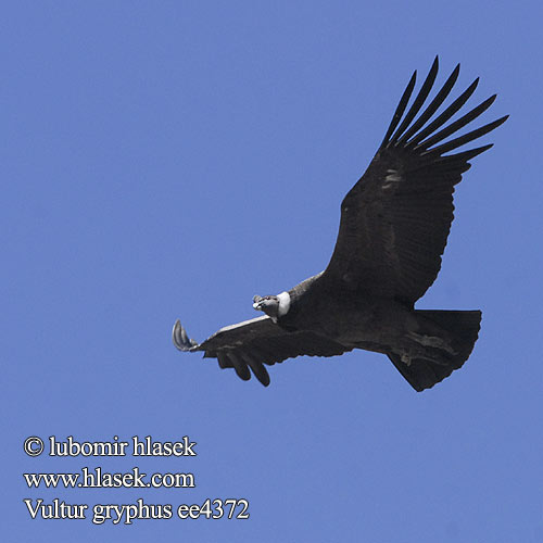 Vultur gryphus ee4372