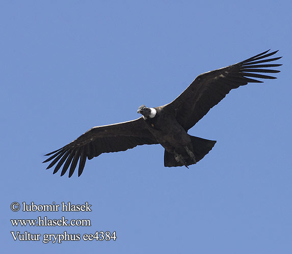 Vultur gryphus ee4384