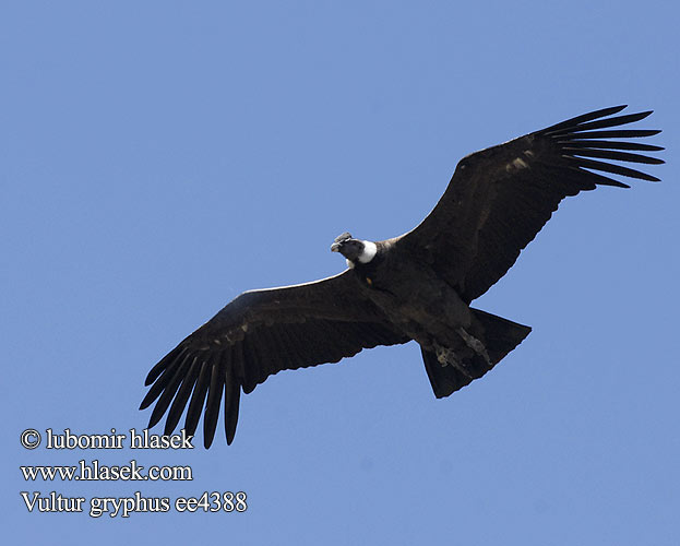 Vultur gryphus ee4388